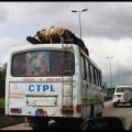 Chèvre en route pour Abidjan