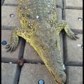 Crocodile d'Houphouët 2