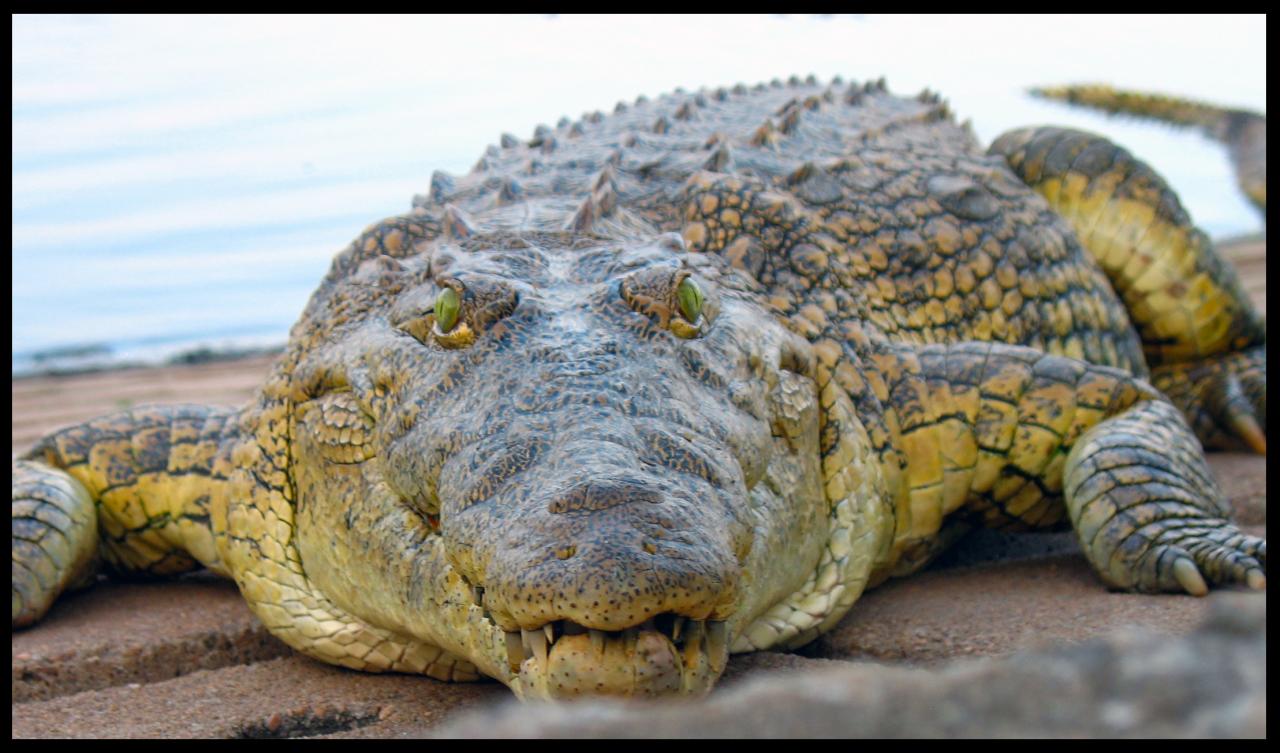 Crocodile d'Houphouët