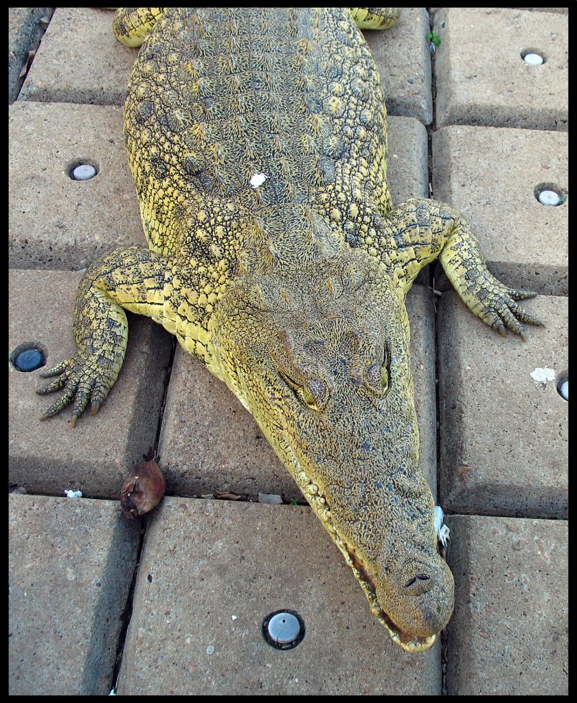 Crocodile d'Houphouët 