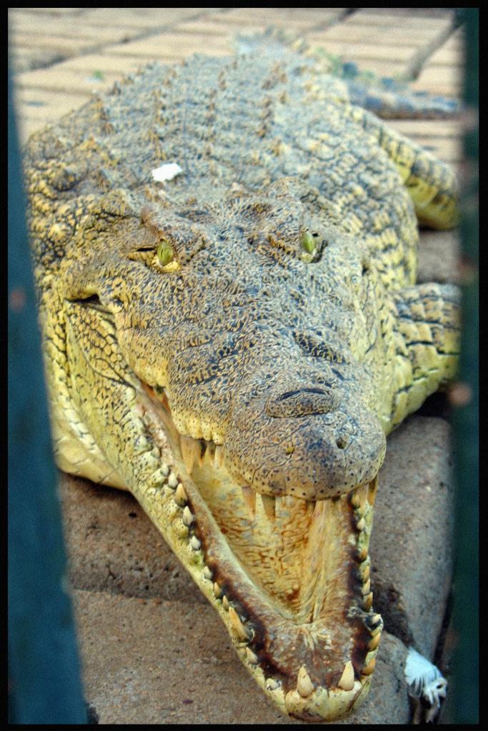 Crocodile d'Houphouët 