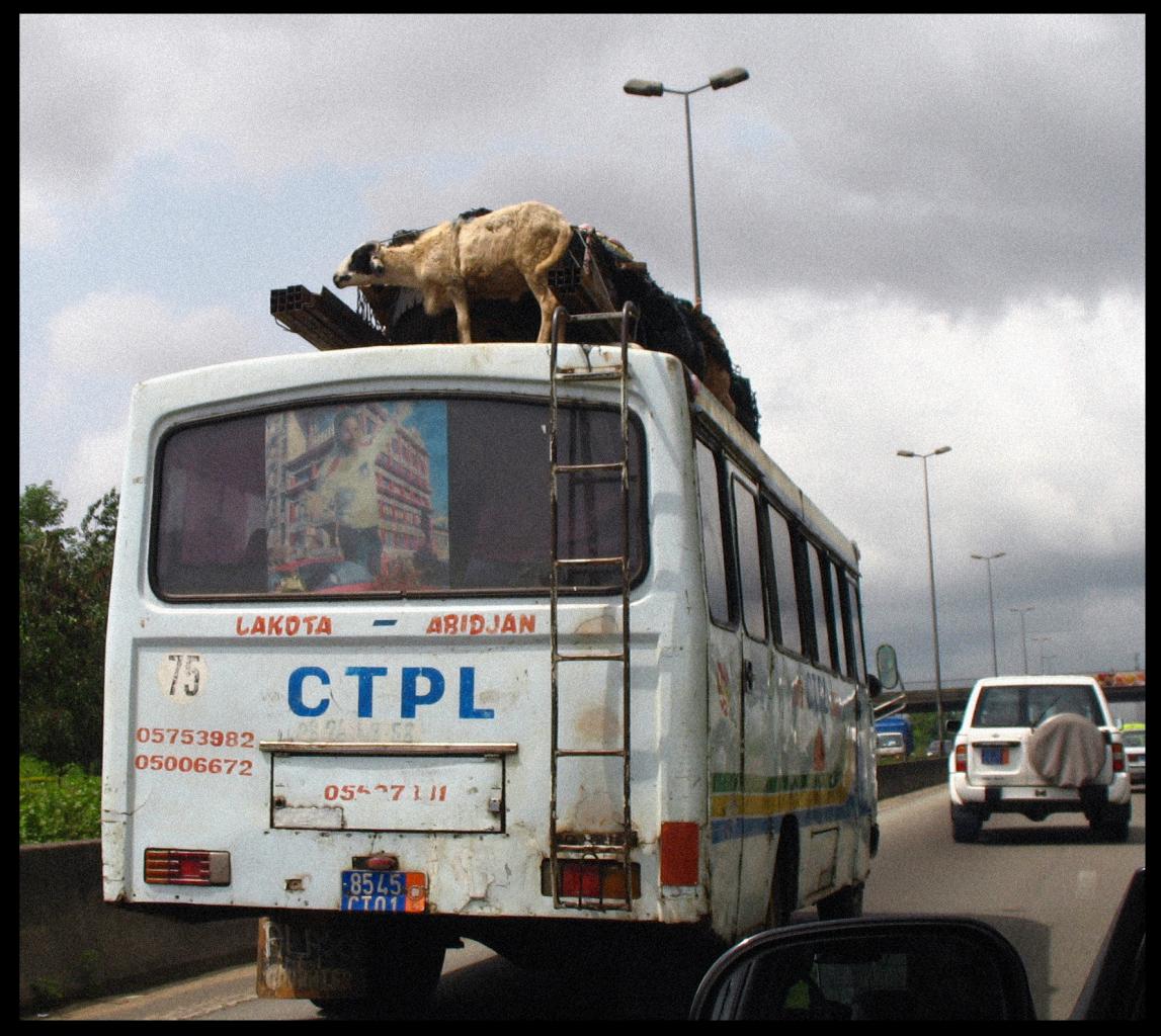 Chèvre en route pour Abidjan